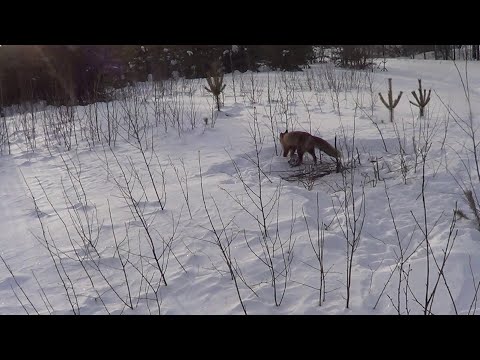 Видео: Охота на лисицу капканами. сезон 23-24г.