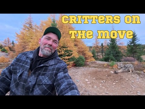 Видео: Снова на тропе. Звери в движении, эпизод 3. Видео с камер в конце.