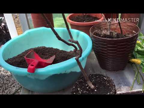 Видео: Болмо гулу | Пахистахис гулу боюнча толук маалымат | Flowers Gulnaz