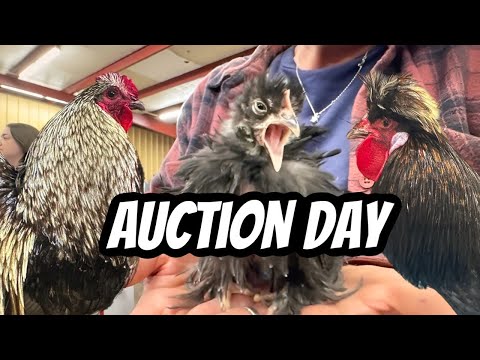 Видео: Присоединяйтесь ко мне на аукционе Two Chicken!!!