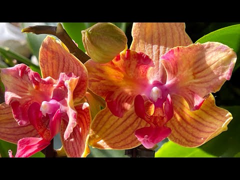 Видео: Влог. Продолжаю полив и осмотр растений 🦋🦋🦋