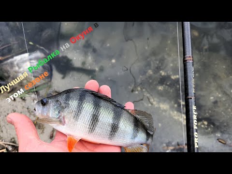 Видео: Наловил много Окуня. Рыбалка на Hearty Rise Pro Force 812M река Северский Донец.