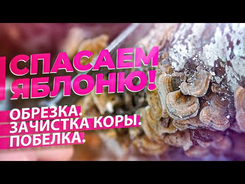 Видео: СТАРОЕ ДЕРЕВО ЗАПЛОДОНОСИТ! ОБРЕЗКА ЯБЛОНИ ВЕСНОЙ