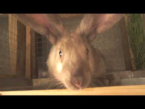 Видео: мини-ферма на сезон