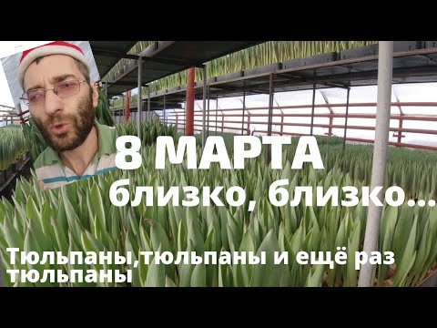 Видео: Тюльпаны к 8 марта. Цветок который сделает нас богаче