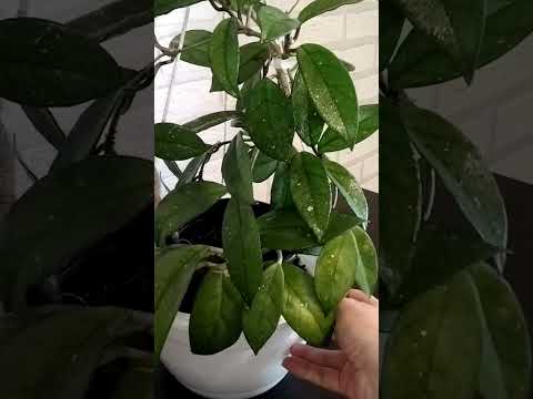 Видео: #256 Моя любимая хойя Карноза