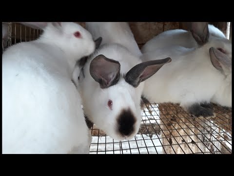 Видео: ВОТ ЭТО КРОЛИКАМ ПОВЕЗЛО