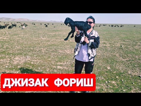 Видео: ДЖИЗАКСКАЯ САМСА//ФОРИШ//ФЕРМЕРСКОЕ ХОЗЯЙСТВО//ГОРЫ//ЖАРИМ РЫБУ #узбекистан #джизак #ранокамолова