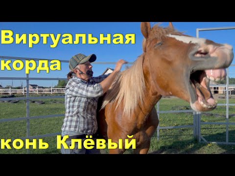 Видео: Учим лошадь работе в "бочке" . "Виртуальная корда" - что за "зверь"?