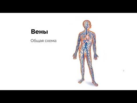 Видео: Вены большого круга кровообращения. Вены человека. Общая схема