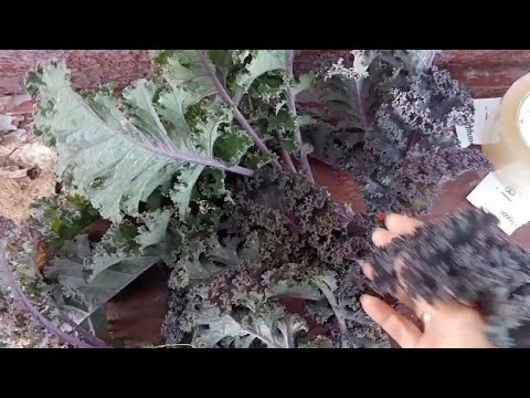 Видео: Ставлю якон на зберігання, капуста Кейл, висаджую лаванду з насіння, як зберігаю батат, сад, город