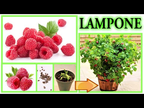 Видео: Малина, роди рассаду из отходов бесплатно