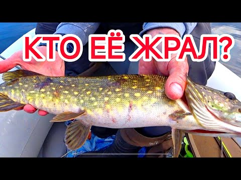 Видео: Ловля щуки на спиннинг!!! Начало июня 2025 г.