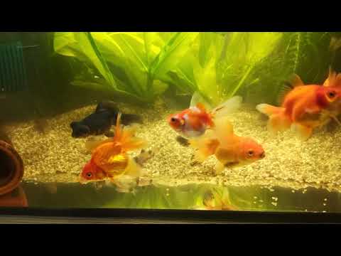 Видео: Уборка и обзор всех аквариумов ✨🔥. 🐠 Aqua Chaos 