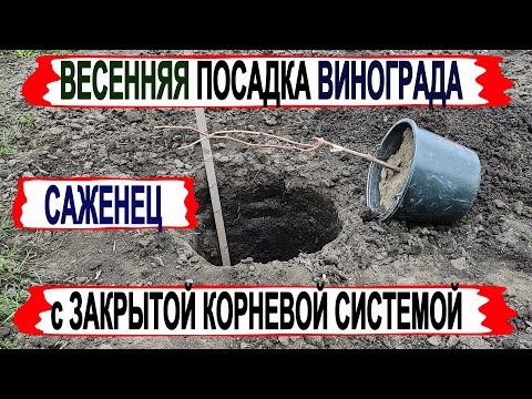 Видео: 🍇 Весенняя посадка винограда с закрытой корневой системой. Удобрение, подрезка и посадочная яма.