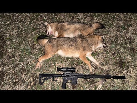 Видео: Пара неплохих вечеров охоты на шакала в Волгоградских степях. Прицел Sytong XM06-50LRF.