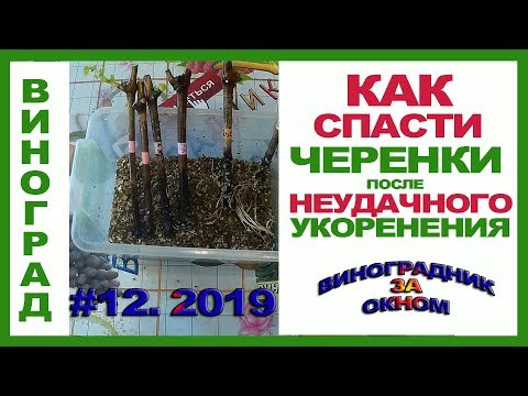 Видео: 🍇 Как спасти черенки винограда. Неудачное укоренение черенков.