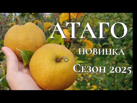 Видео: Груша японська Атаго.