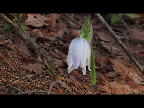 Видео: Ильинский лес. Подснежники.