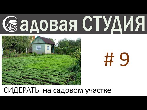 Видео: Сидераты на садовом участке