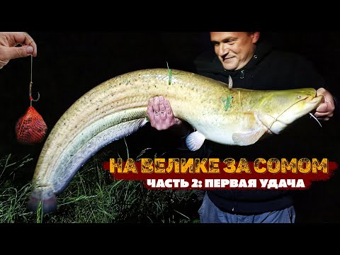 Видео: На ВЕЛИКЕ за СОМОМ: "КРОКОДИЛ" в деле! Видеодневник 3 часть