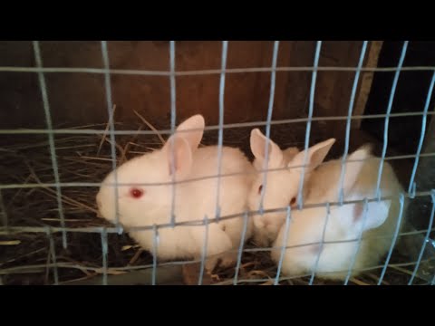 Видео: Крольчата Января! Кролики зимой в мороз -15.🥶
