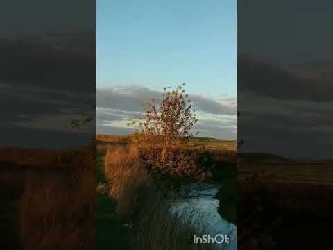 Видео: хэерле кич  дусларым!