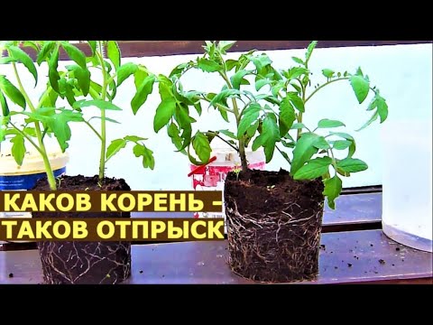 Видео: Мощные корни у рассады - ОГРОМНЫЙ урожай
