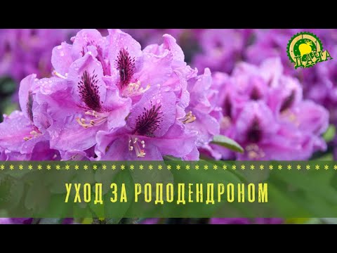 Видео: Уход за рододендроном: секреты пышного цветения