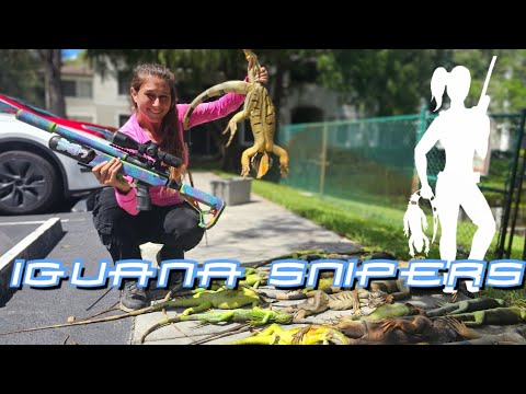 Видео: Игуаны слева, игуаны справа, стук-стук-стук