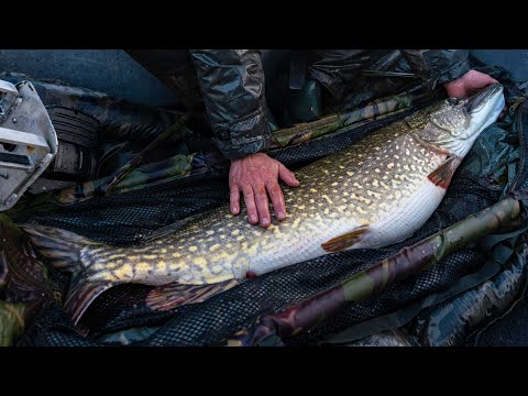 Видео: Самая большая щука, которую мы когда-либо видели - Broadland Beast(s)