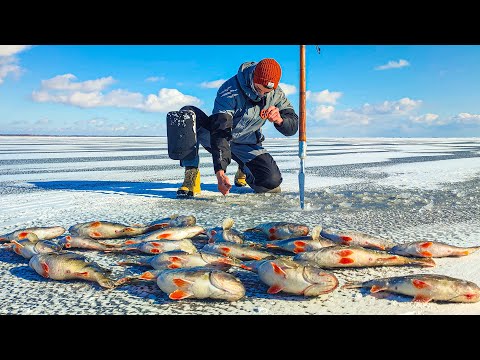 Видео: ОКУНИ МАМОНТЫ ЛУПЯТ НА МИКРО БАЛАНСИР! ЛОВЛЯ КРУПНОГО ОКУНЯ! Зимняя рыбалка 2025