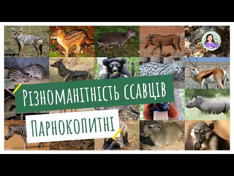 Видео: Різноманітність ссавців. Парнокопитні