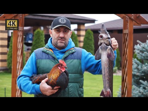 Видео: ЦАРСКАЯ УХА. УХА из ПЕТУХА. SAMOVAR KITCHEN.