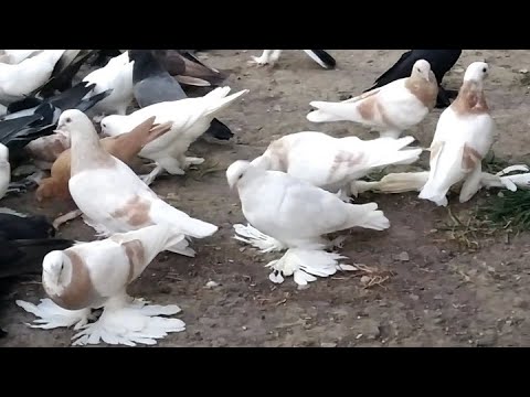 Видео: В гостях у Виктора Погоды в Пятигорске!