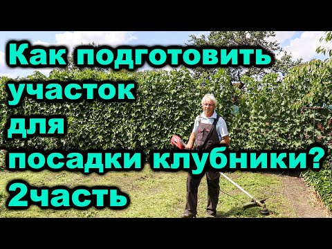 Видео: #клубника Как подготовить участок для посадки клубники?  2Часть