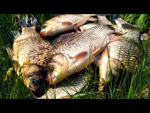 Видео: Каждая поклёвка – ЛАПОТЬ!! Крупный КАРАСЬ на ПОПЛАВОК на ДИКОЙ РЕЧКЕ!!