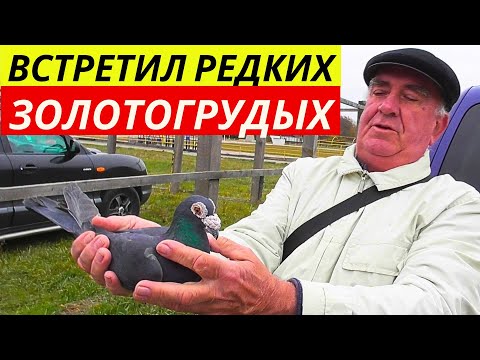 Видео: ЯРМАРКА ГОЛУБЕЙ Обзор г.Павлоград Цены 💲 Продажа 📞 Голуби ▶ 2-я часть