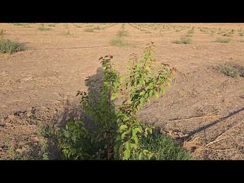 Видео: Зардолубоғи Фурқат дар ноҳияи Панҷ.