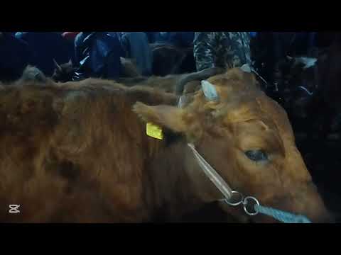 Видео: 29 октября 2025 г.