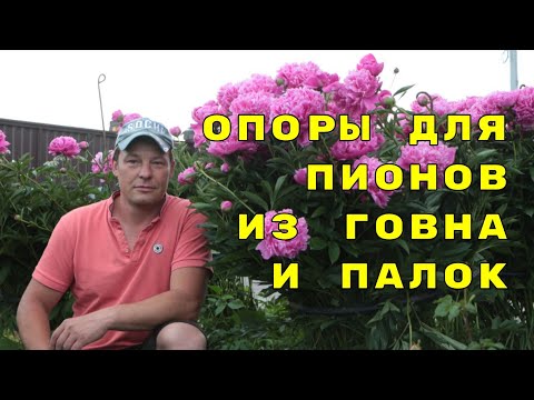 Видео: развалились пионы, что делать, опоры для пионов го8на и палок