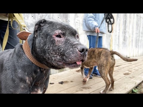 Видео: Шереметьевский Приют-помощь амстаффам и питбулям. Возьми себе друга из приюта