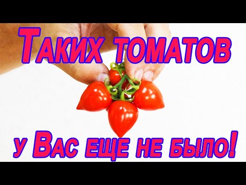 Видео: Томат Балконные сердечки F1. Такого томата у Вас еще нет!