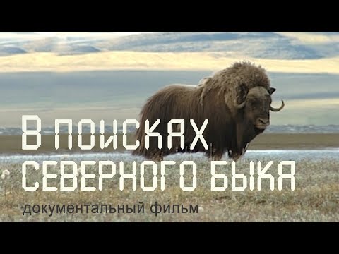 Видео: Сибирь. Таймыр. Животные тундры. Овцебыки. Якутия. Nature of Russia.