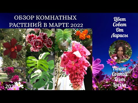 Видео: ОБЗОР КОМНАТНЫХ РАСТЕНИЙ МАРТ 2022