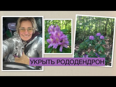 Видео: УКРЫТЬ РОДОДЕНДРОН
