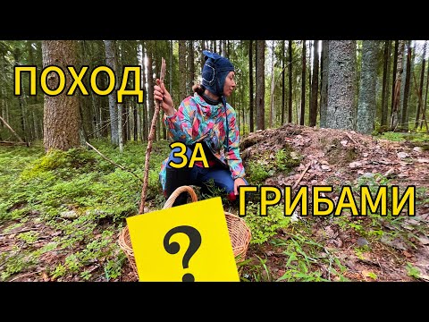 Видео: Поход за грибами.Тихая охота.