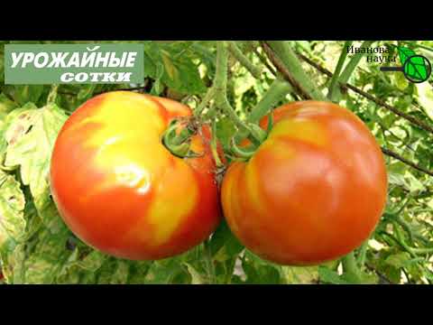 Видео: ОСТОРОЖНО! Эти подкормки способны УНИЧТОЖИТЬ ваш урожай! Много подкормок - это ПЛОХО!