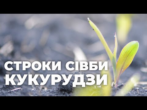 Видео: Строки посіву кукурудзи