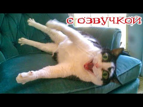 Видео: Приколы с котами! Самые смешные коты! С ОЗВУЧКОЙ! СМЕШНЫЕ ЖИВОТНЫЕ 2024!